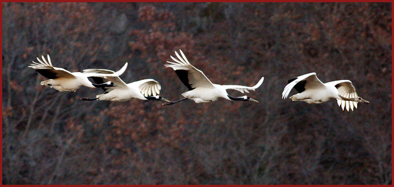 두루미는 발이 시려운 거였다. | 두루미 Grus japonensis (Red-crowned Crane); DISPLAY FULL IMAGE.