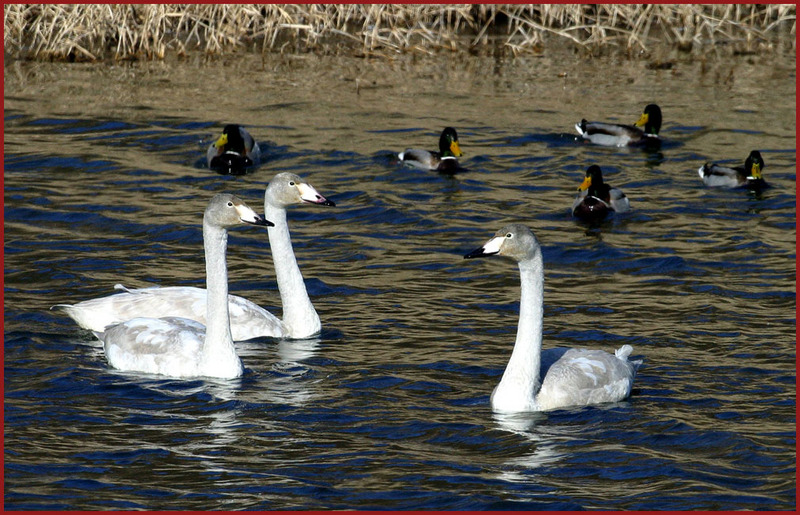 고니와 청둥오리 134-2 | 고니 Cygnus columbianus (Tundra Swan); DISPLAY FULL IMAGE.