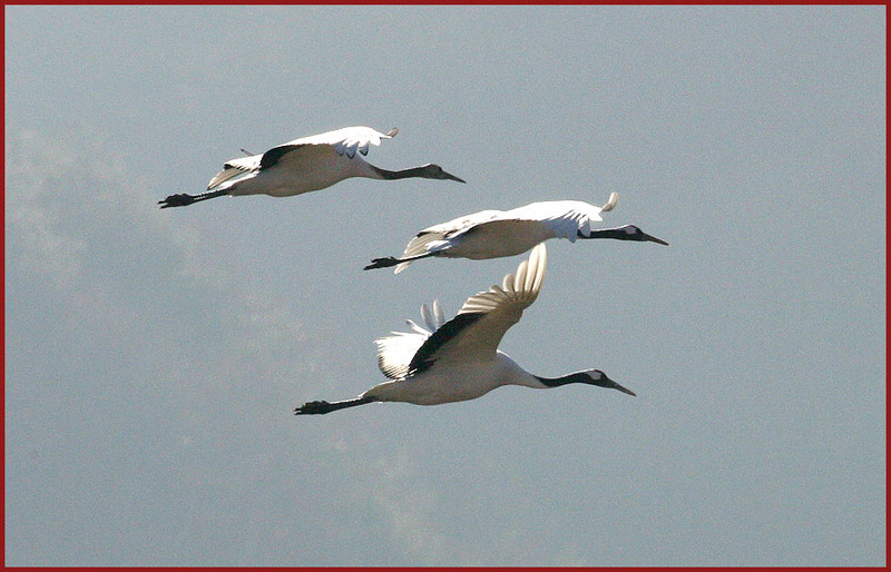 아침 햇살을 받으며 나는 두루미 136-2 | 두루미 Grus japonensis (Red-crowned Crane); DISPLAY FULL IMAGE.