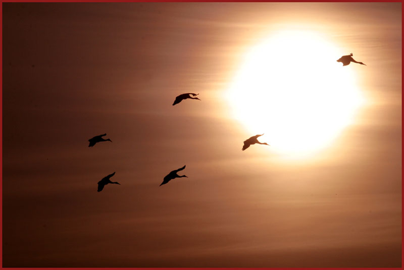 아침 햇살과 두루미 | 두루미 Grus japonensis (Red-crowned Crane); DISPLAY FULL IMAGE.