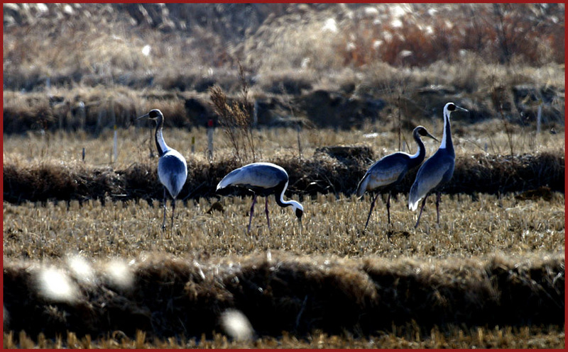 재두루미 139 | 재두루미 Grus vipio (White-naped Crane); DISPLAY FULL IMAGE.