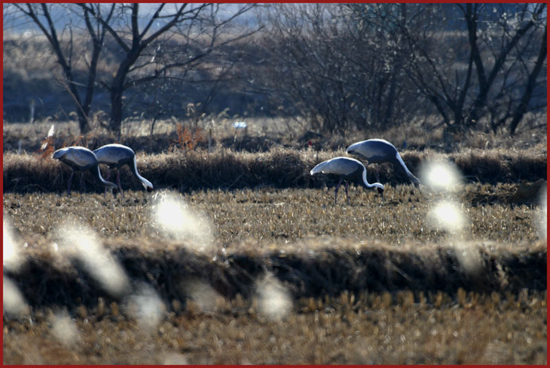 재두루미 140 | 재두루미 Grus vipio (White-naped Crane); DISPLAY FULL IMAGE.