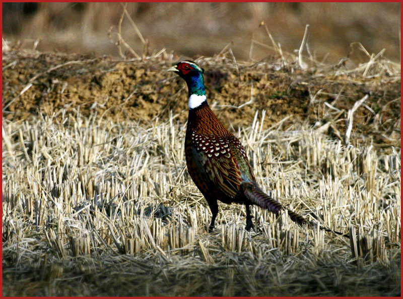 들꿩 (장끼=수컷) | 꿩 Phasianus colchicus karpowi (Ring-necked Pheasant); DISPLAY FULL IMAGE.