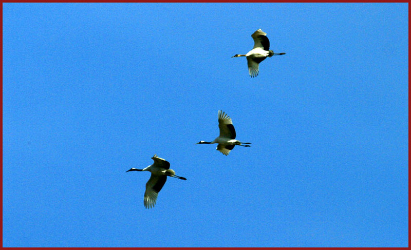 이 녀석들, 얼마나 재미있을까 150 | 재두루미 Grus vipio (White-naped Crane); DISPLAY FULL IMAGE.