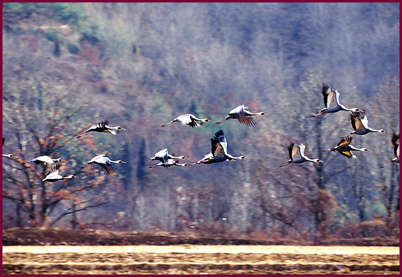 햇살 좋은 날의 두루미 | 재두루미 Grus vipio (White-naped Crane); DISPLAY FULL IMAGE.