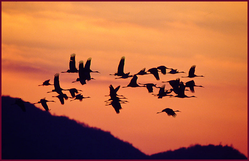 황혼과 두루미 | 재두루미 Grus vipio (White-naped Crane); DISPLAY FULL IMAGE.