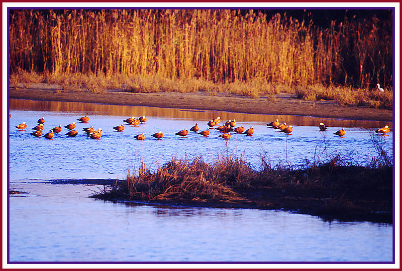황금햇살 황금오리 / 천수만 | 황오리 Tadorna ferruginea (Ruddy Shelduck); DISPLAY FULL IMAGE.