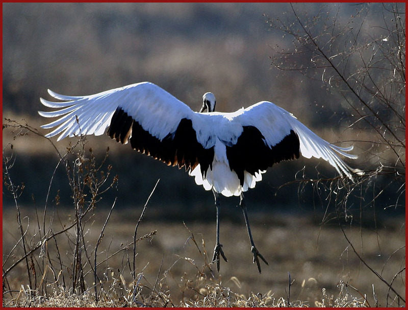 결정적 순간 / 두루미 | 두루미 Grus japonensis (Red-crowned Crane); DISPLAY FULL IMAGE.