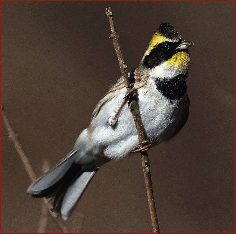 노랑턱멧새 / 수컷 | 노랑턱멧새 Emberiza elegans (Yellow -throated Bunting); DISPLAY FULL IMAGE.