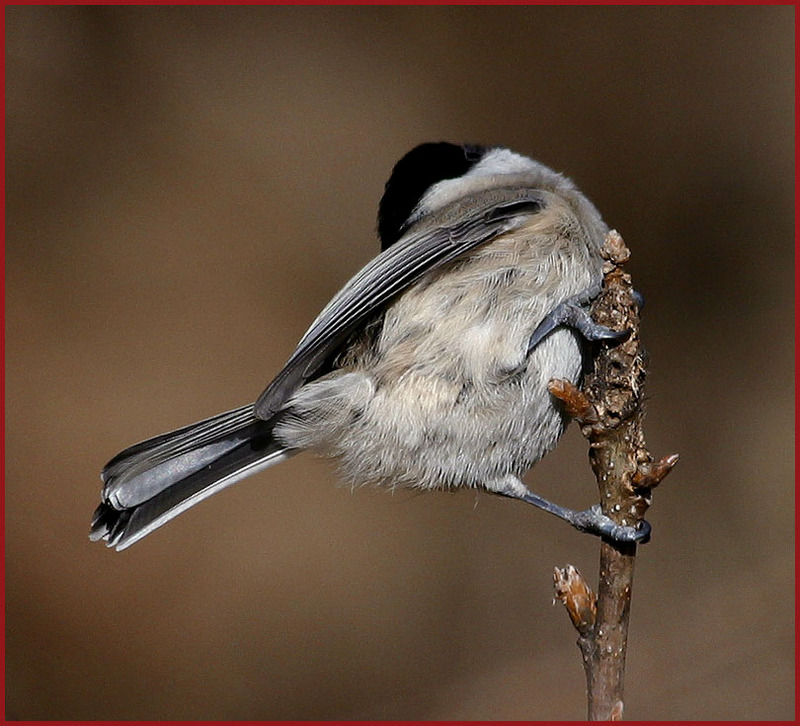 나는 누구의 뒷모습...? | 쇠박새 Parus palustris (Marsh Tit); DISPLAY FULL IMAGE.