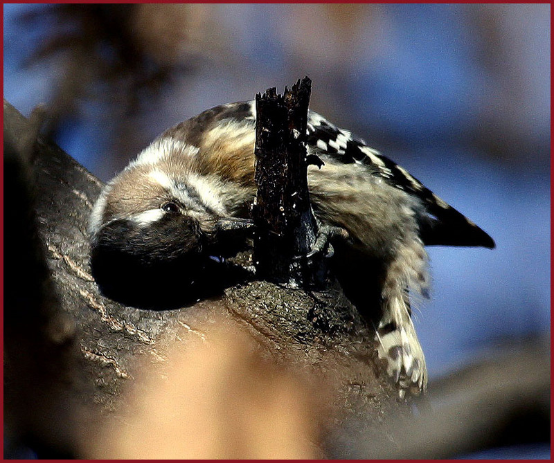 쇠딱따구리 | 쇠딱다구리 Dendrocopos kizuki (Japanese Pygmy Woodpecker); DISPLAY FULL IMAGE.