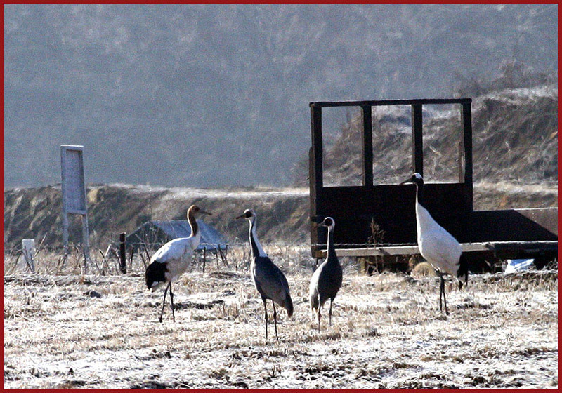 위험한 놀이터 | 두루미 Grus japonensis (Red-crowned Crane); DISPLAY FULL IMAGE.
