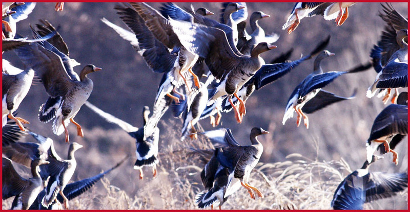 힘들수록 힘차게 나는 꿈을 / 기러기 | 쇠기러기 Anser albifrons (Greater White-fronted Goose); DISPLAY FULL IMAGE.