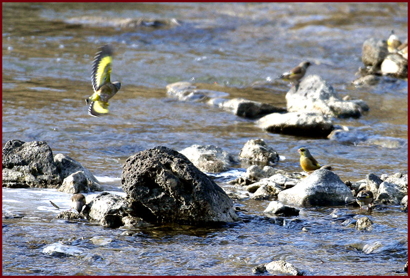 방울새 | 방울새 Carduelis sinica (Oriental Greenfinch); DISPLAY FULL IMAGE.