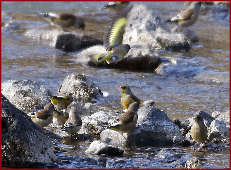 방울새 | 방울새 Carduelis sinica (Oriental Greenfinch); DISPLAY FULL IMAGE.