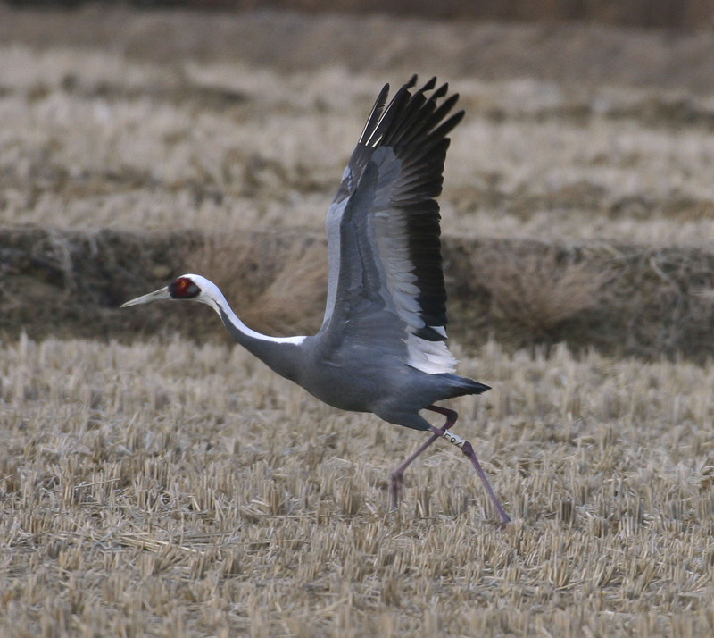 F 96 인식표를 부착한 재두루미 | 재두루미 Grus vipio (White-naped Crane); DISPLAY FULL IMAGE.