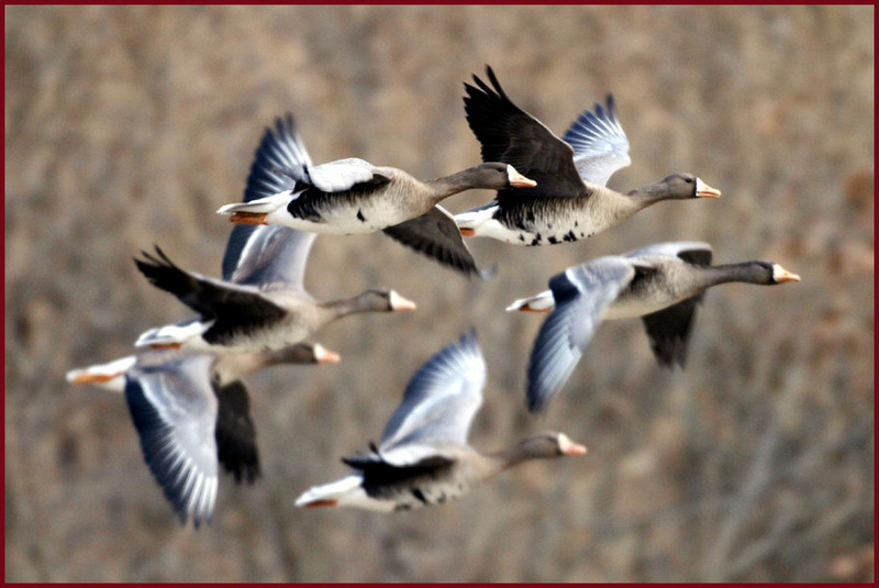 눈 앞에서 아름다운 비행이 연출될 때 / 쇠기러기 | 쇠기러기 Anser albifrons (Greater White-fronted Goose); DISPLAY FULL IMAGE.