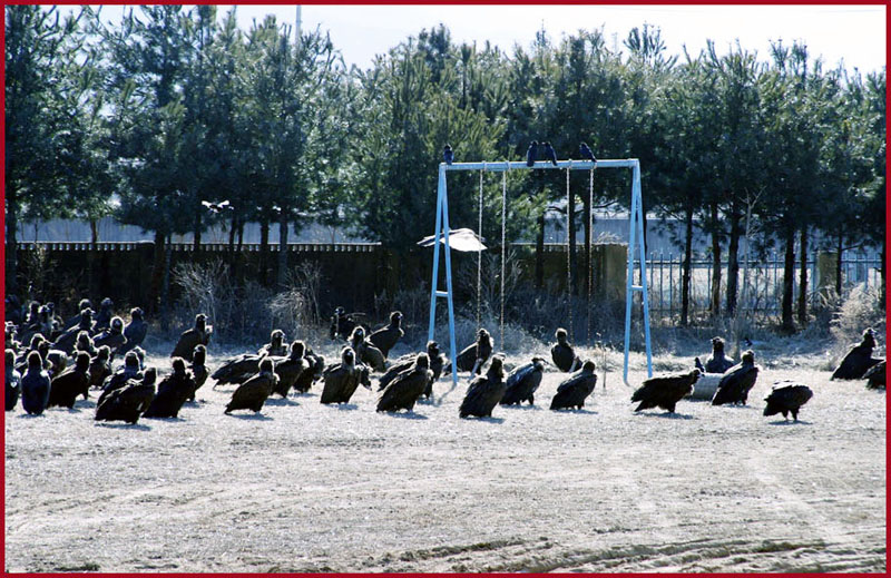 교장 선생님 나올 때까지... | 독수리 Aegypius monachus (Cinereous Vulture); DISPLAY FULL IMAGE.
