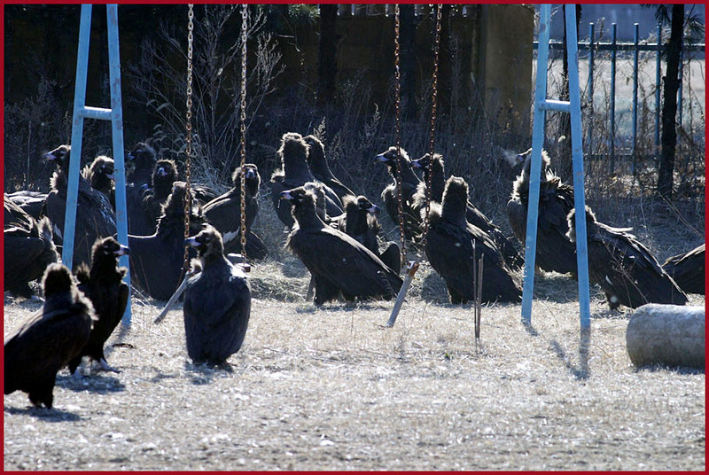 도대체 그네는 누가 망가뜨린 거야!!! | 독수리 Aegypius monachus (Cinereous Vulture); DISPLAY FULL IMAGE.