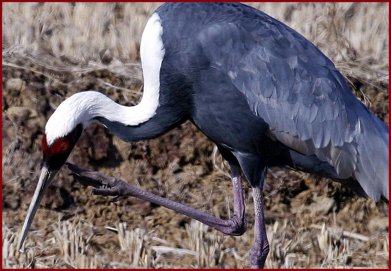 아이고 가려워라... / 재두루미 | 재두루미 Grus vipio (White-naped Crane); DISPLAY FULL IMAGE.