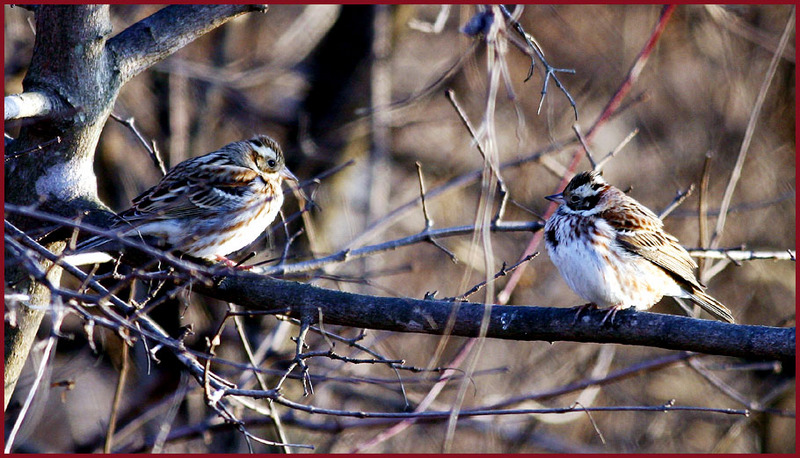 추운 겨울을 어떻게 나지...? / 쑥새 | 쑥새 Emberiza rustica (Rustic Bunting); DISPLAY FULL IMAGE.