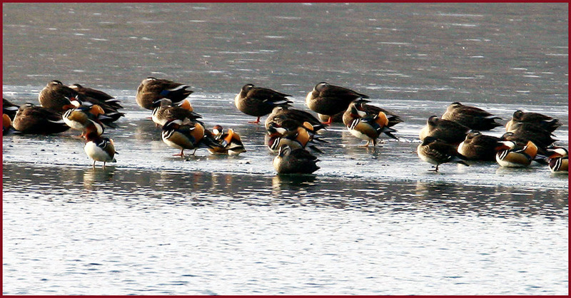 아래 사진과 비교해보세요 / 600 + 1.4 | 원앙(鴛鴦) Aix galericulata (Mandarin Duck); DISPLAY FULL IMAGE.