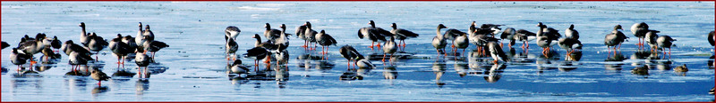 사람들 편리하라고 물을 빼다니... | 쇠기러기 Anser albifrons (Greater White-fronted Goose); DISPLAY FULL IMAGE.