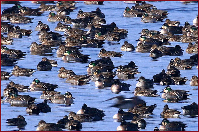 가창오리 / 이렇게 생겼어요 | 가창오리 Anas formosa (Baikal Teal); DISPLAY FULL IMAGE.