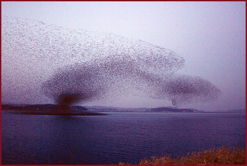 마치 회오리 바람처럼 | 가창오리 Anas formosa (Baikal Teal); DISPLAY FULL IMAGE.
