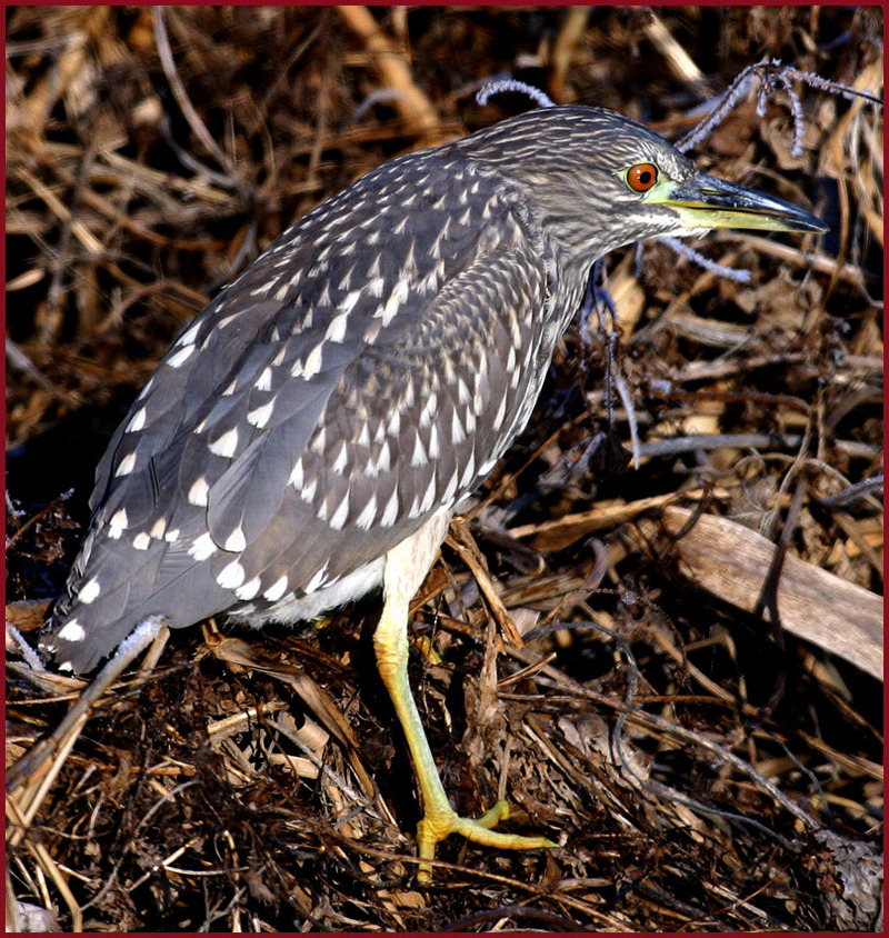 안녕하세요? / 덤불해오라기 (Ixobrychus sinensis); DISPLAY FULL IMAGE.