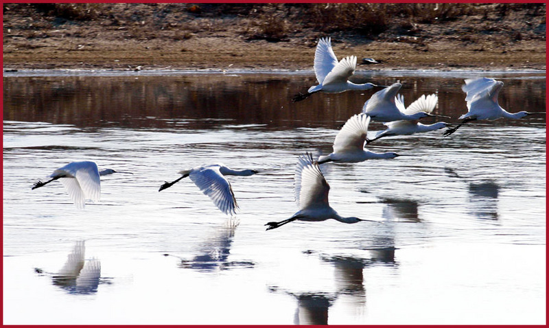 노랑부리 저어새의 날갯짓 | 노랑부리저어새 Platalea leucorodia (Eurasian Spoonbill); DISPLAY FULL IMAGE.