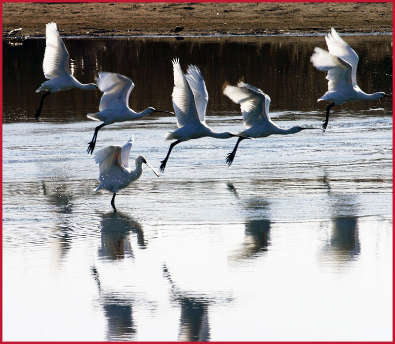 노랑부리 저어새의 날갯짓 | 노랑부리저어새 Platalea leucorodia (Eurasian Spoonbill); DISPLAY FULL IMAGE.