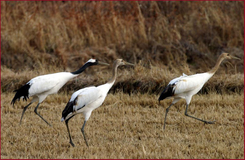 날기 위한 동작 / 두루미 | 두루미 Grus japonensis (Red-crowned Crane); DISPLAY FULL IMAGE.