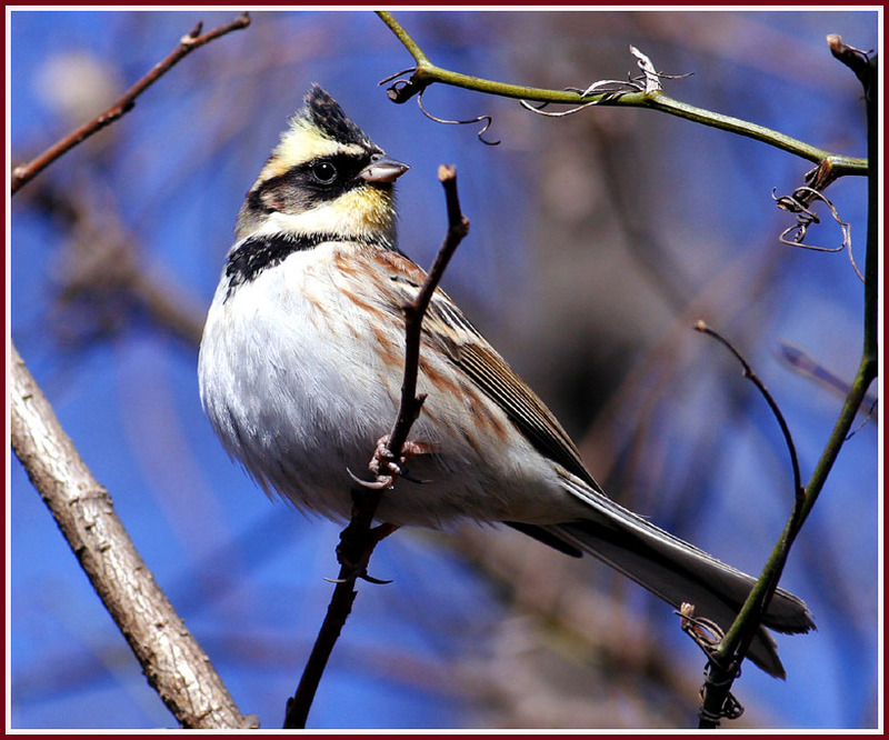 노랑턱멧새 | 노랑턱멧새 Emberiza elegans (Yellow -throated Bunting); DISPLAY FULL IMAGE.