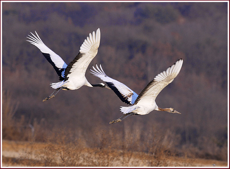 두루미 / 어미와 새끼 | 두루미 Grus japonensis (Red-crowned Crane); DISPLAY FULL IMAGE.