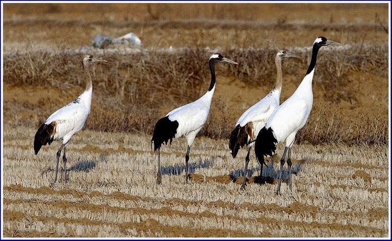 두루미 가족 | 두루미 Grus japonensis (Red-crowned Crane); DISPLAY FULL IMAGE.