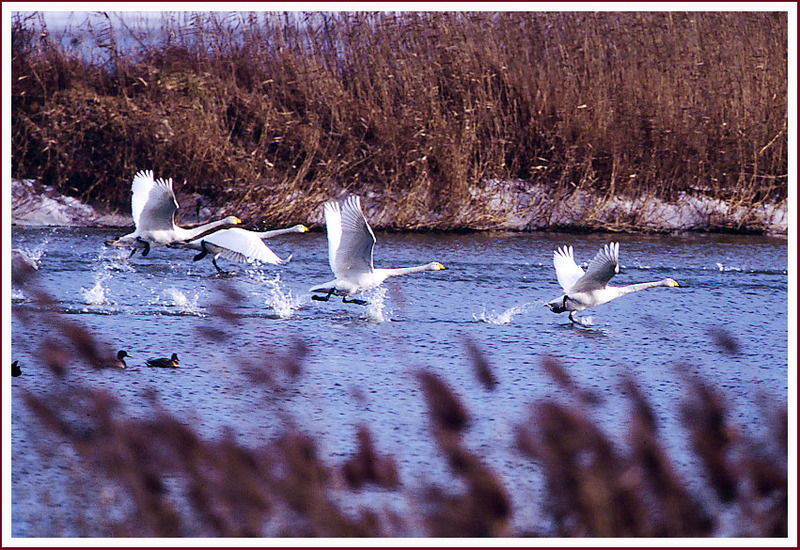 고니의 비상 / 천수만 | 고니 Cygnus columbianus (Tundra Swan); DISPLAY FULL IMAGE.