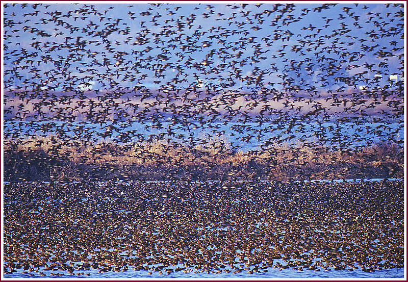가창오리 무리 / 금강 | 가창오리 Anas formosa (Baikal Teal); DISPLAY FULL IMAGE.