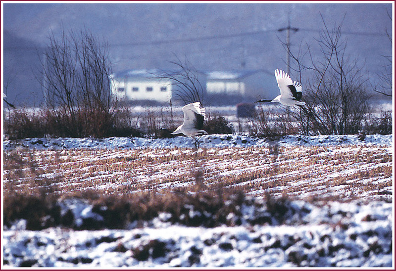 설원의 두루미 | 두루미 Grus japonensis (Red-crowned Crane); DISPLAY FULL IMAGE.