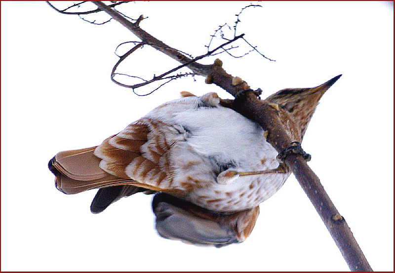밑에 숨어있는 줄은 몰랐지? | 직박구리 Ixos amaurotis (Brown-eared Bulbul); DISPLAY FULL IMAGE.