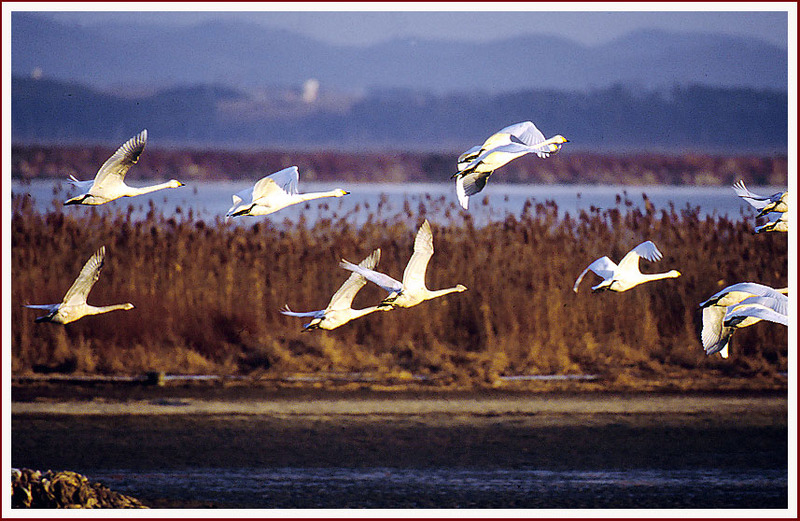 천수만 고니들 | 고니 Cygnus columbianus (Tundra Swan); DISPLAY FULL IMAGE.