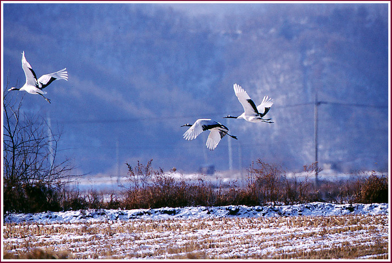 눈이 오면 더 희게 보이는 두루미 | 두루미 Grus japonensis (Red-crowned Crane); DISPLAY FULL IMAGE.