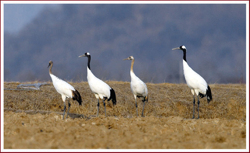 얘야, 한눈팔면 안 된단다 / 두루미 가족 / 두루미 가족 | 두루미 Grus japonensis (Red-crowned Crane); DISPLAY FULL IMAGE.