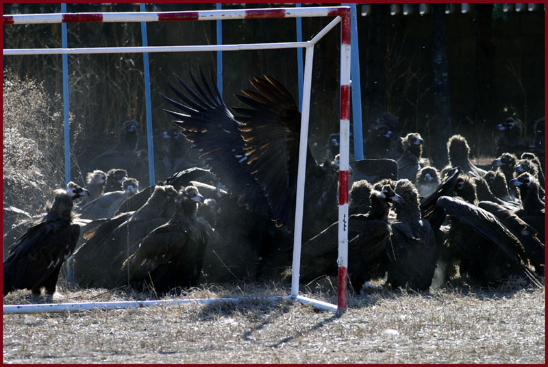 독수리 월드컵 | 독수리 Aegypius monachus (Cinereous Vulture); DISPLAY FULL IMAGE.