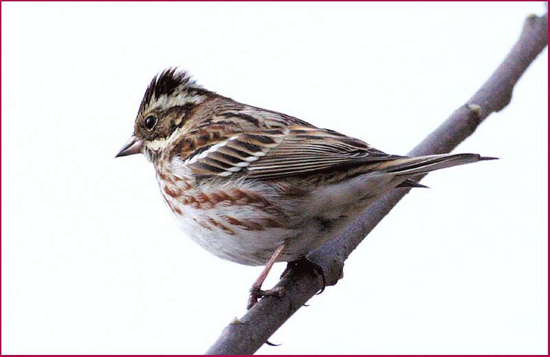 쑥새 | 쑥새 Emberiza rustica (Rustic Bunting); DISPLAY FULL IMAGE.