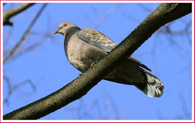 창경궁 멧비둘기 147 | 멧비둘기 Streptopelia orientalis (Oriental Turtle Dove); DISPLAY FULL IMAGE.