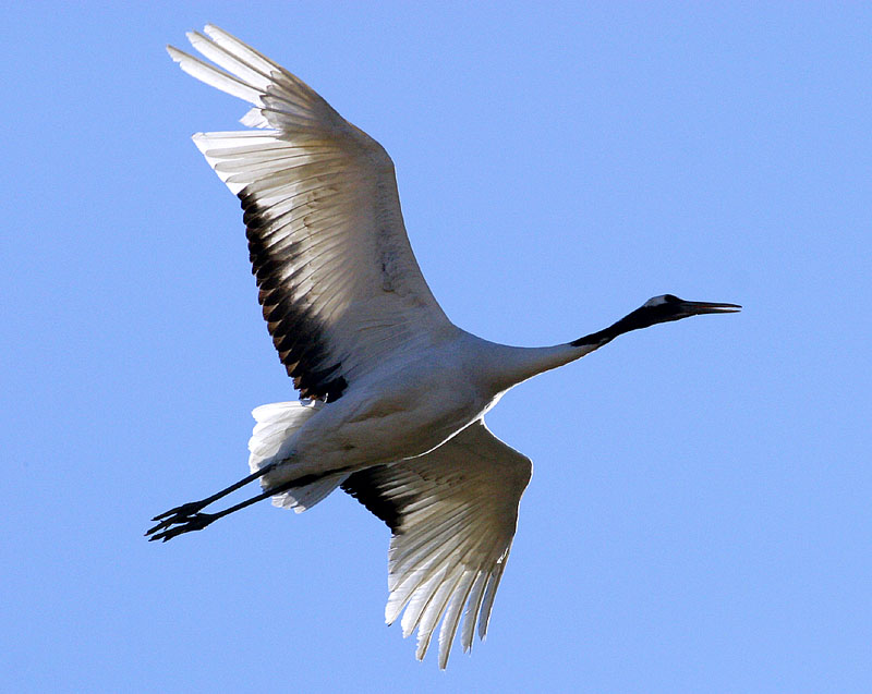 그러나 이 녀석은 148 | 두루미 Grus japonensis (Red-crowned Crane); DISPLAY FULL IMAGE.