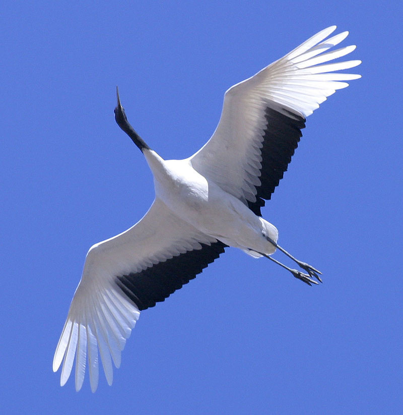 머리 위로 날으는 두루미 146 | 두루미 Grus japonensis (Red-crowned Crane); DISPLAY FULL IMAGE.