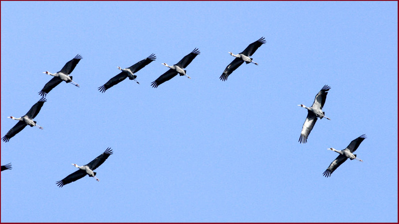 아름다운 비행 144 | 재두루미 Grus vipio (White-naped Crane); DISPLAY FULL IMAGE.