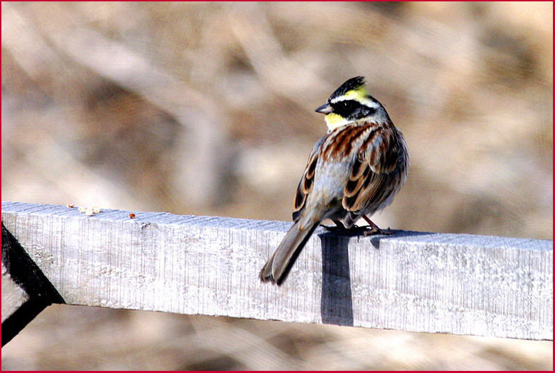 먹이를 먹어 줄까 말까.../ 노랑턱 멧새 150 | 노랑턱멧새 Emberiza elegans (Yellow -throated Bunting); DISPLAY FULL IMAGE.
